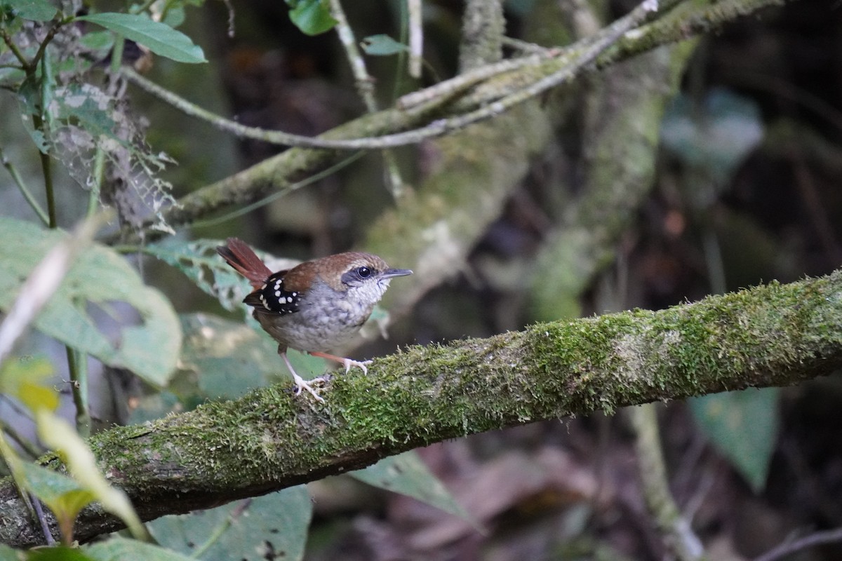 Squamate Antbird - ML621326649