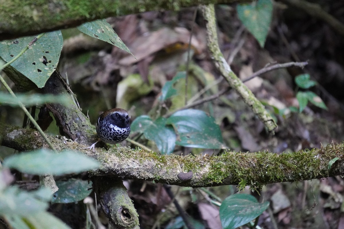 Squamate Antbird - ML621326650