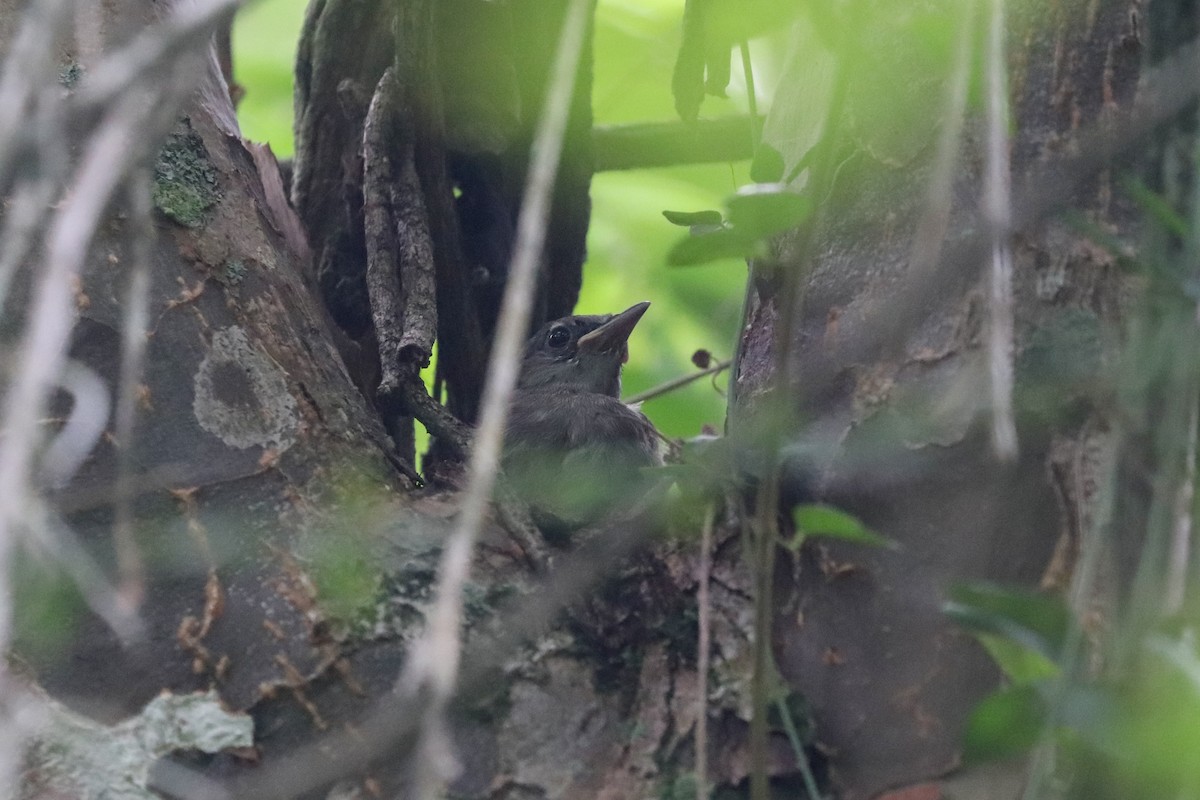 Green-tailed Warbler - ML621326680