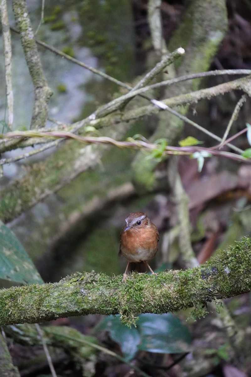 Rufous Gnateater - ML621326706