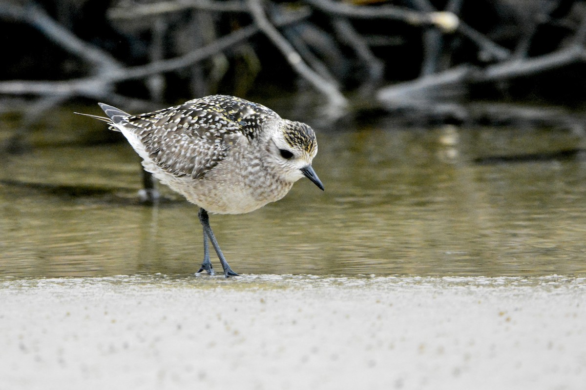 American Golden-Plover - ML621326720