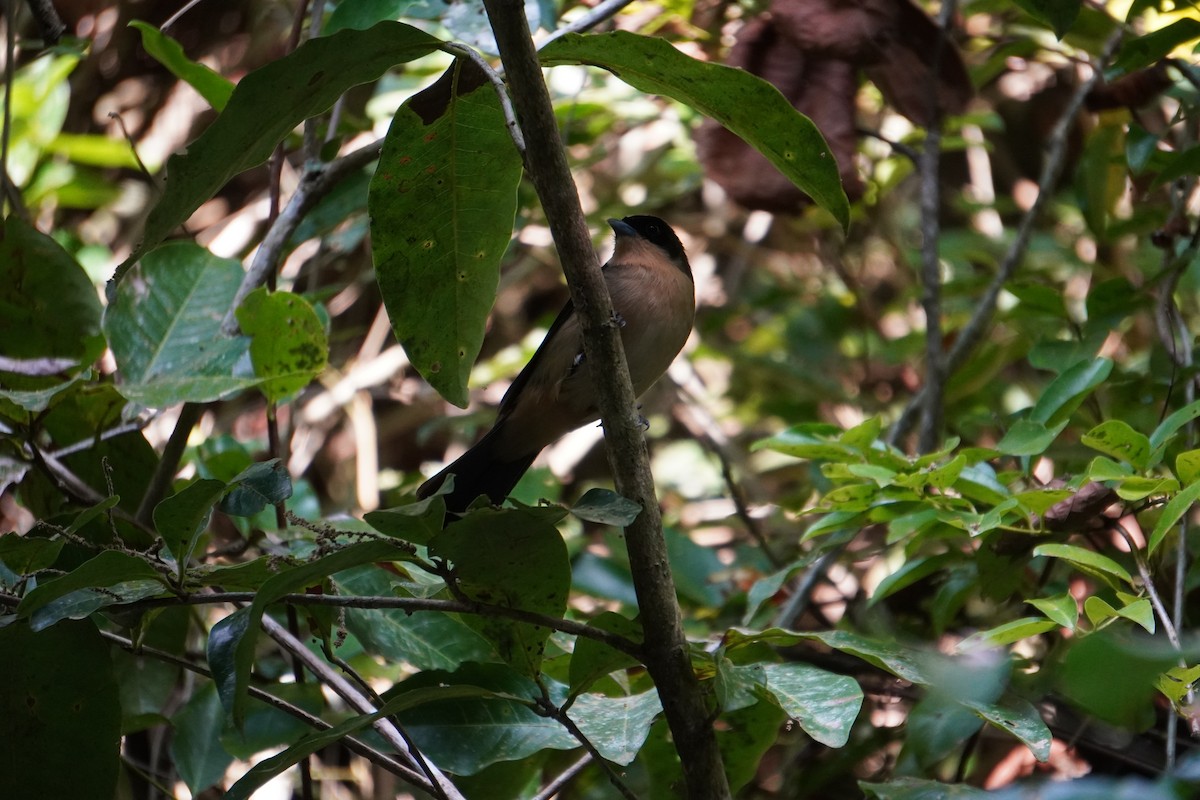 Black-goggled Tanager - ML621326731