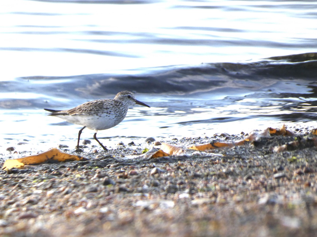 Gambecchio di Bonaparte - ML621326777