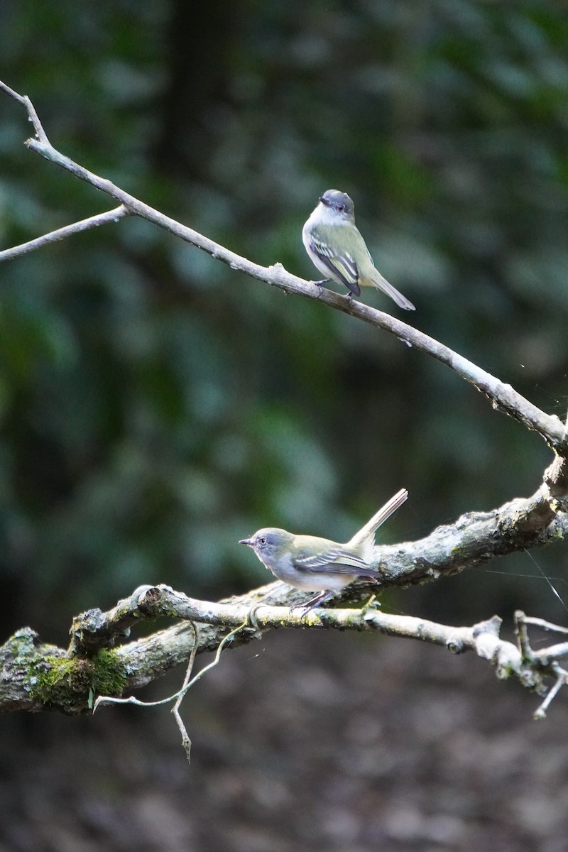 Gray-headed Elaenia - ML621326820