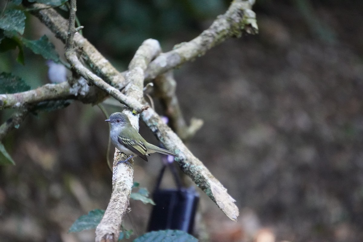 Gray-headed Elaenia - ML621326821