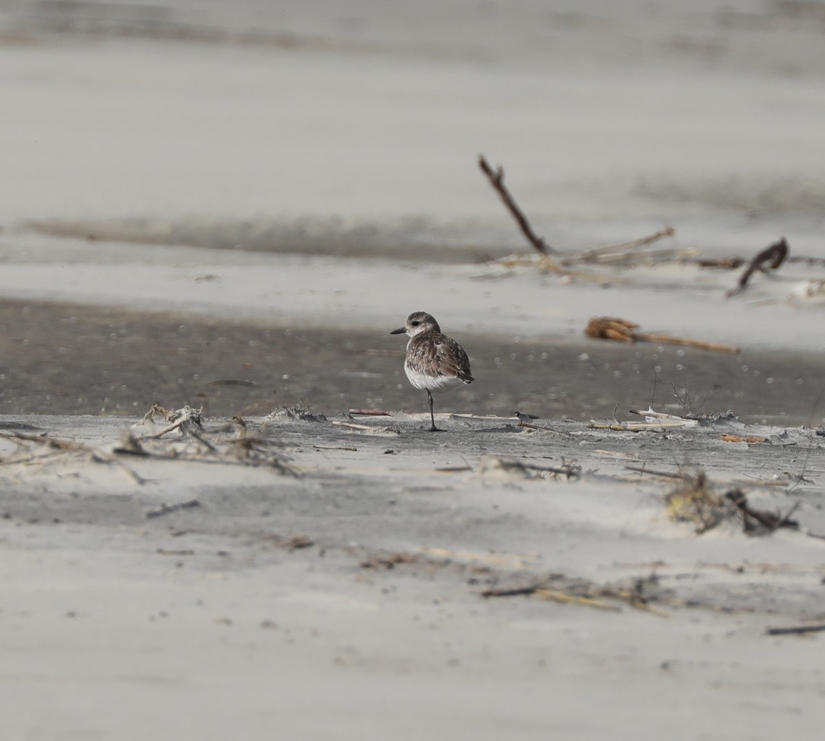 Black-bellied Plover - Laurel Barnhill