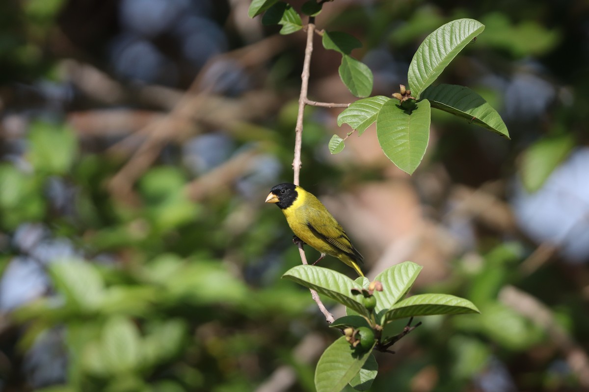 Antillean Siskin - ML621326925