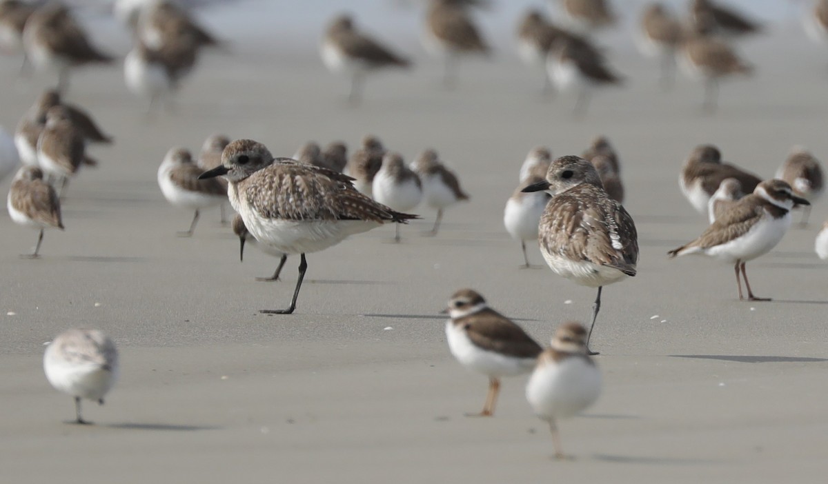 Black-bellied Plover - Laurel Barnhill