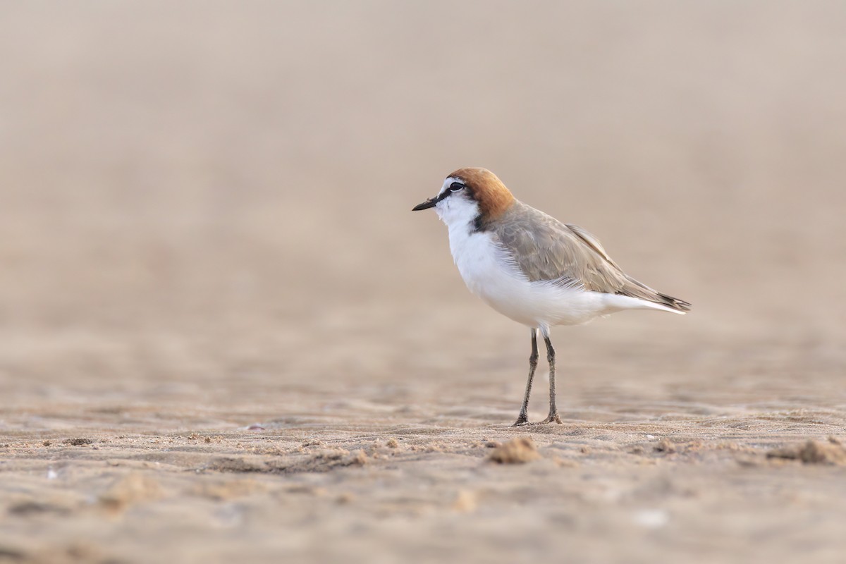 Red-capped Plover - Andreas Heikaus