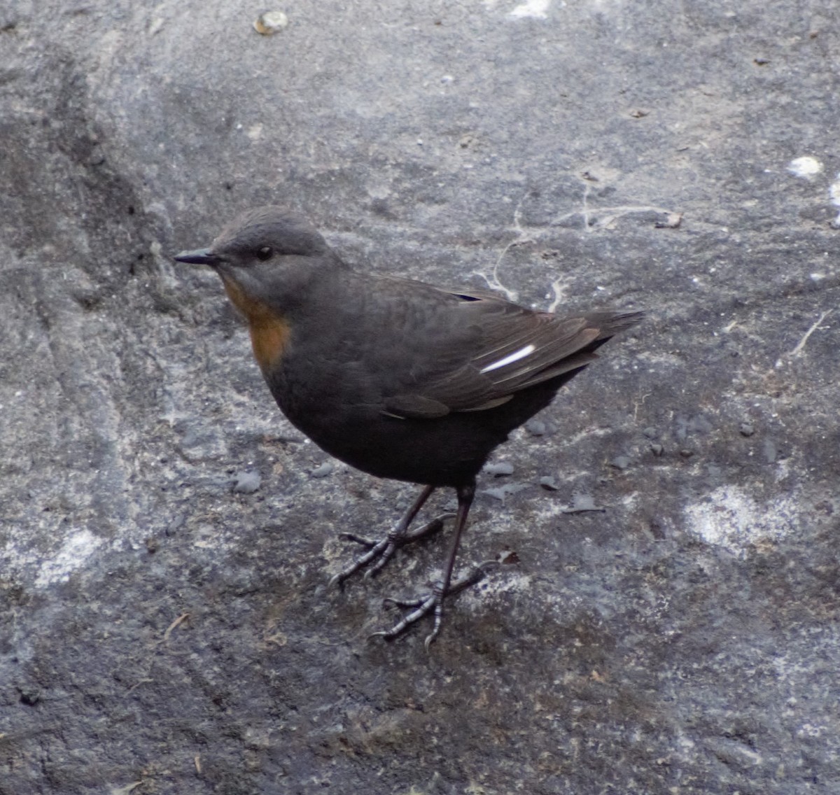 Rufous-throated Dipper - ML621327029