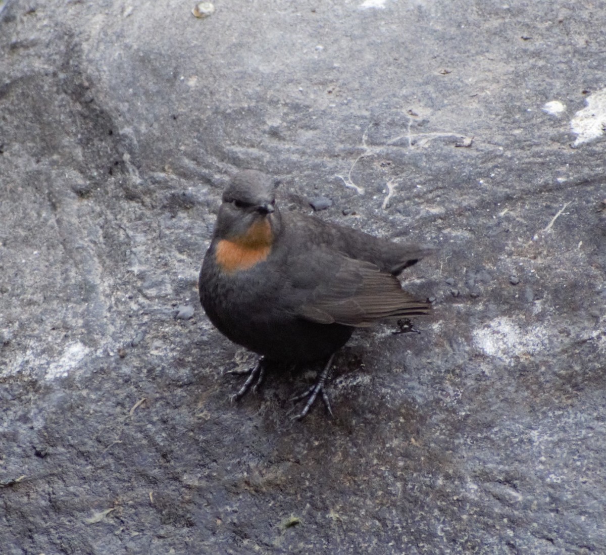 Rufous-throated Dipper - ML621327030