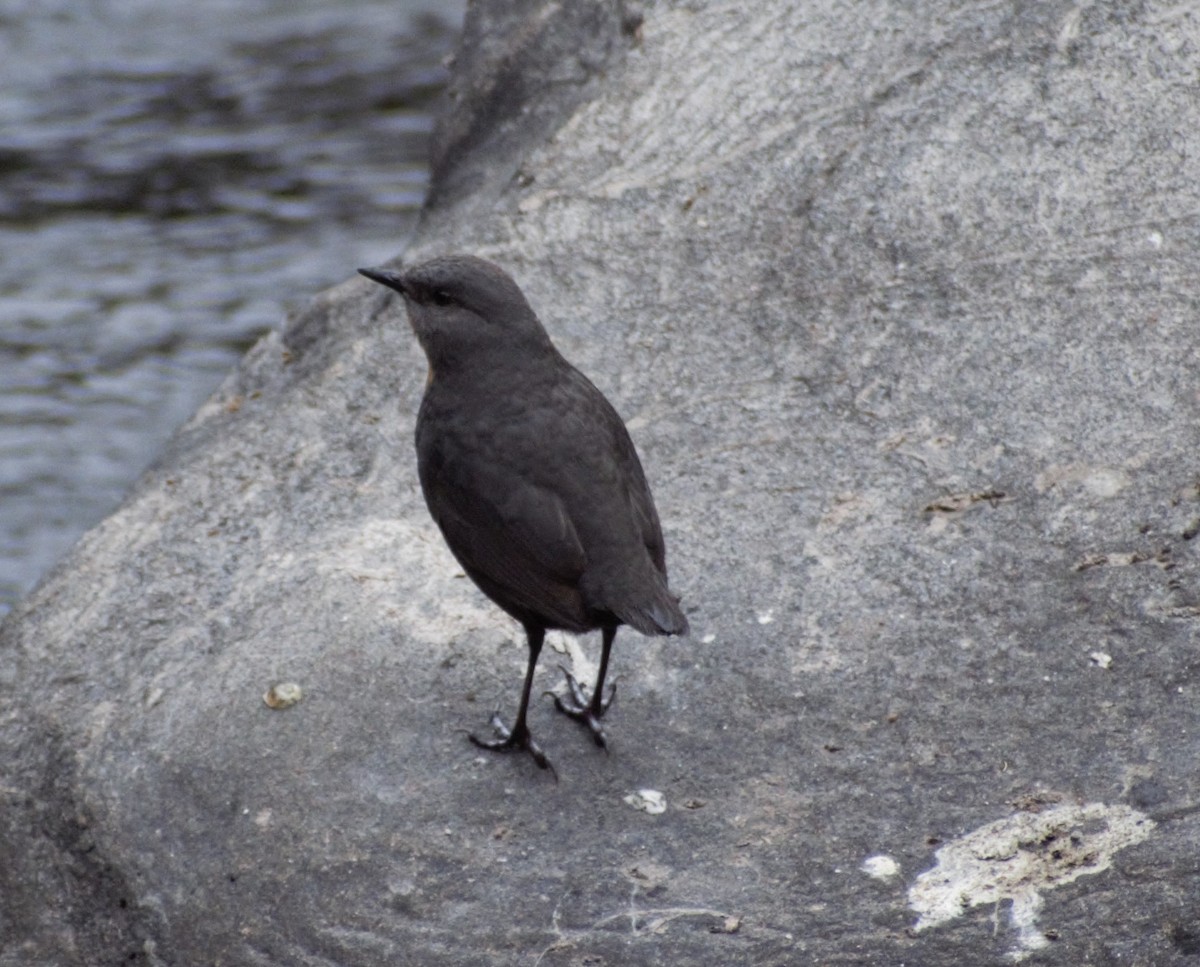 Rufous-throated Dipper - ML621327031