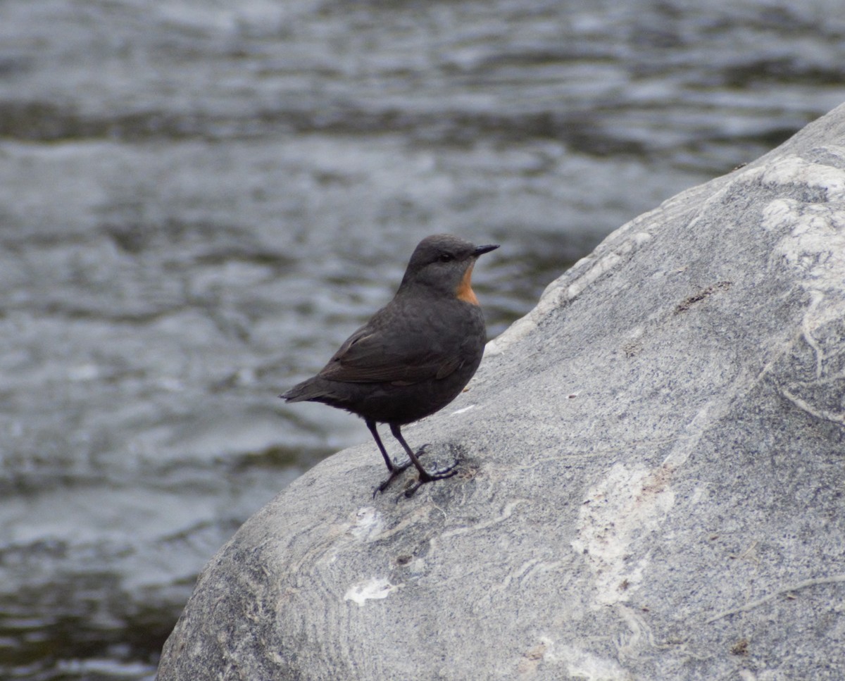 Rufous-throated Dipper - ML621327032