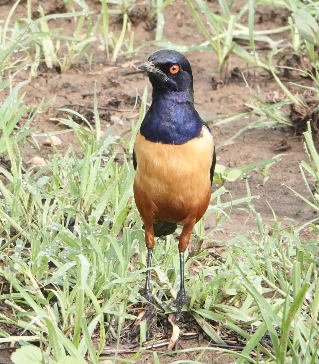 Hildebrandt's Starling - ML621327079