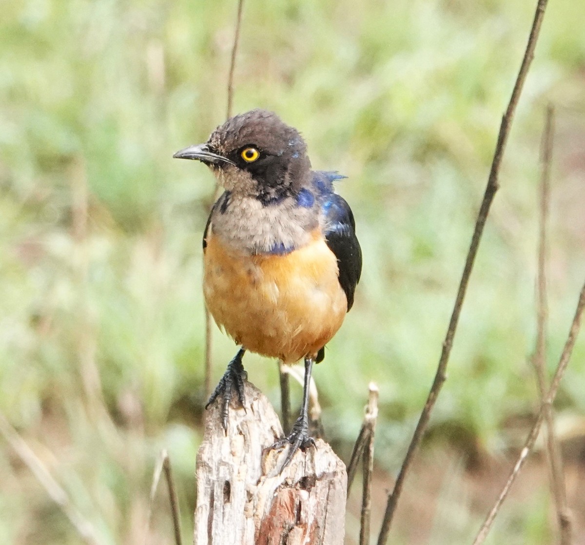 Hildebrandt's Starling - ML621327084