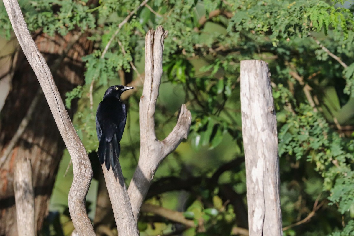 Greater Antillean Grackle - ML621327110