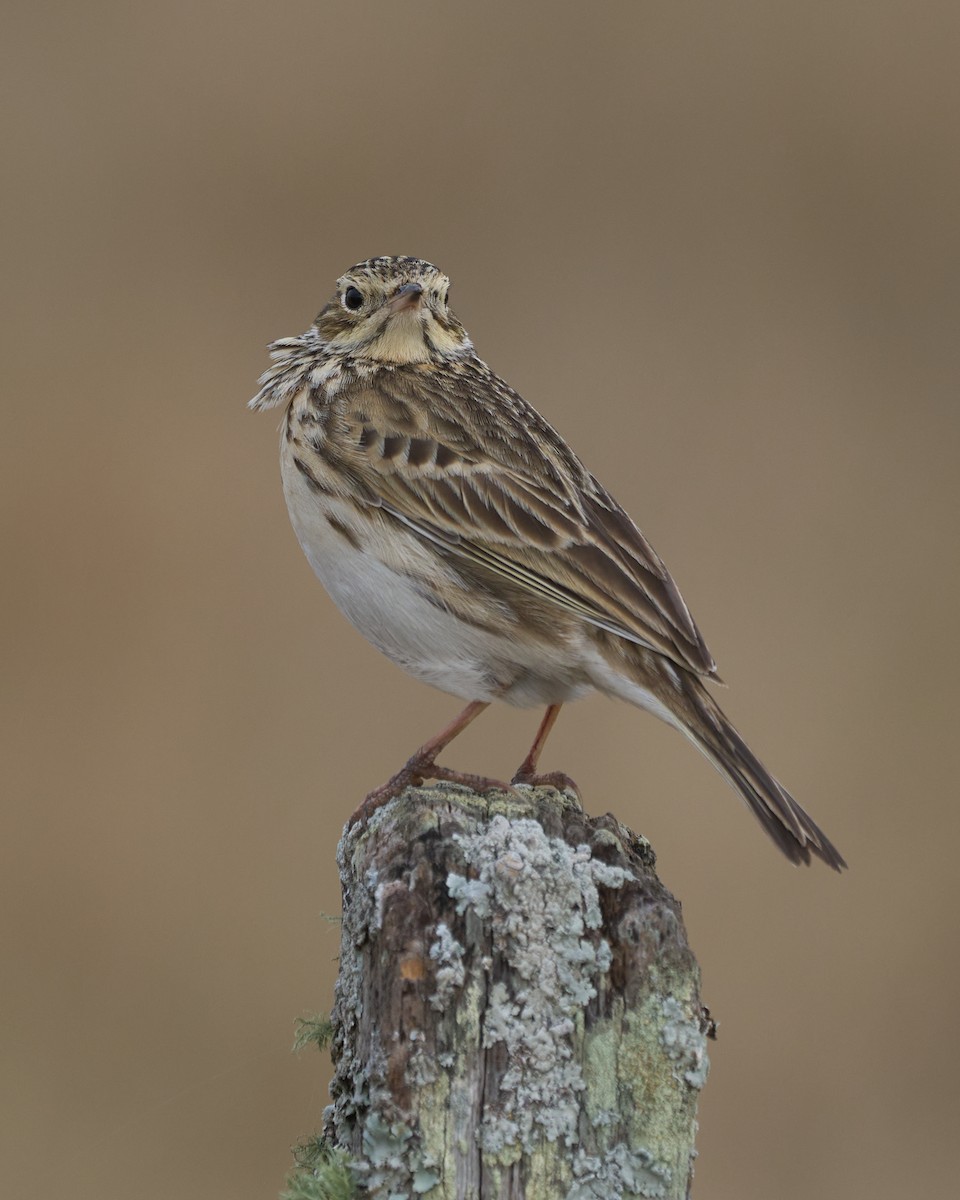 Short-billed Pipit - ML621327276