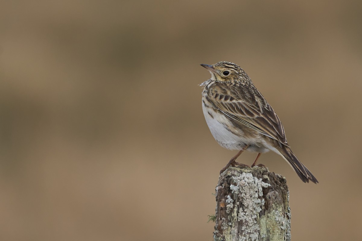 Short-billed Pipit - ML621327277