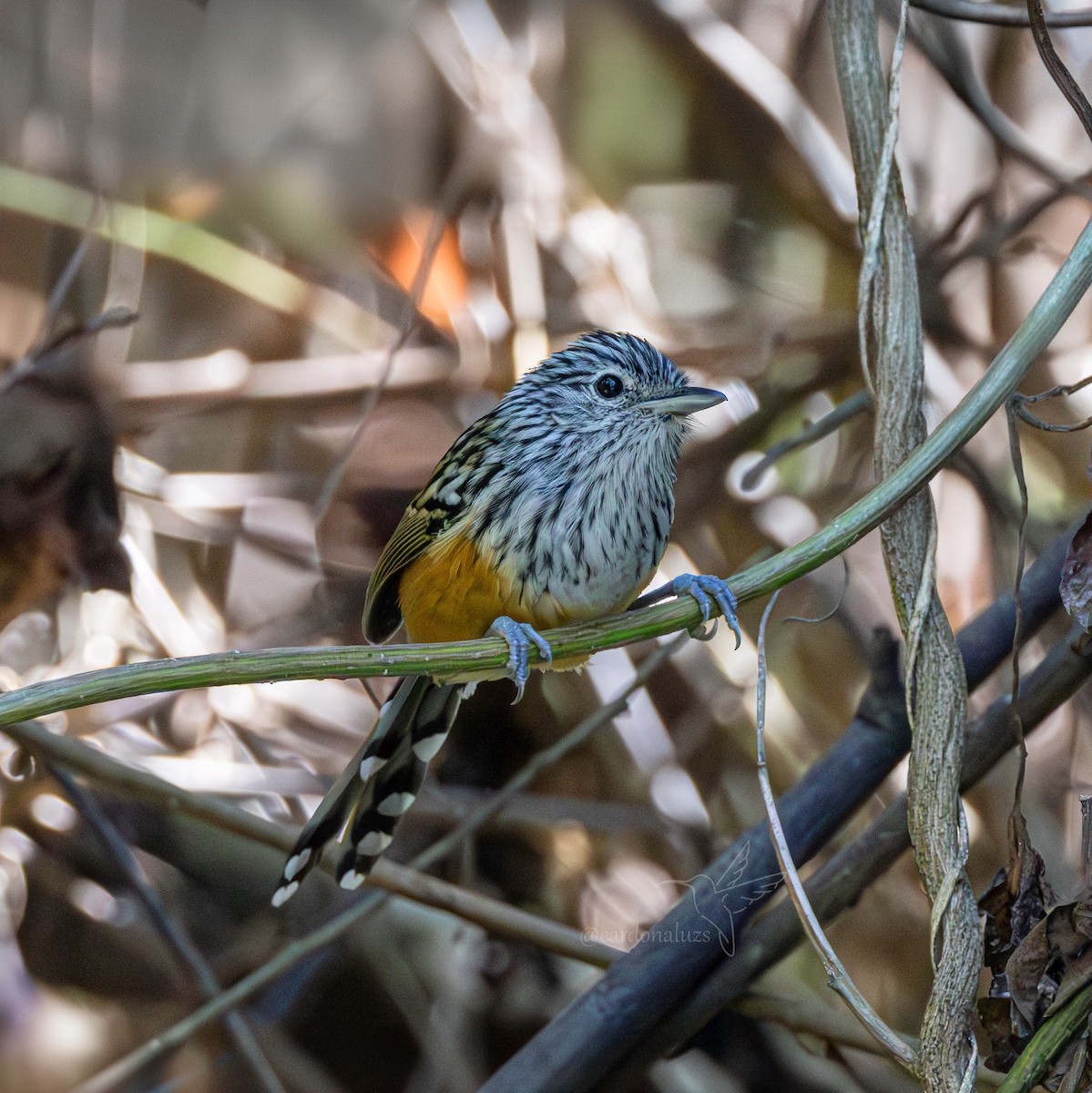 Santa Marta Antbird - ML621327296