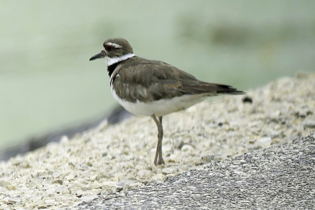 Killdeer - ML621327340