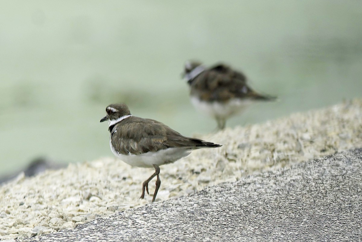 Killdeer - Jim Tonkinson