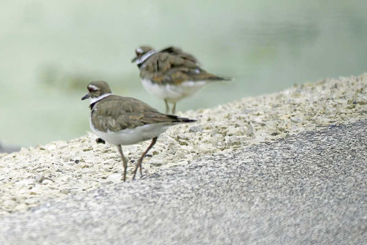 Killdeer - ML621327344