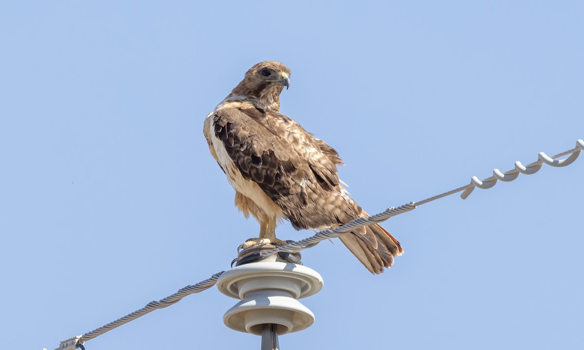 Red-tailed Hawk - ML621327372