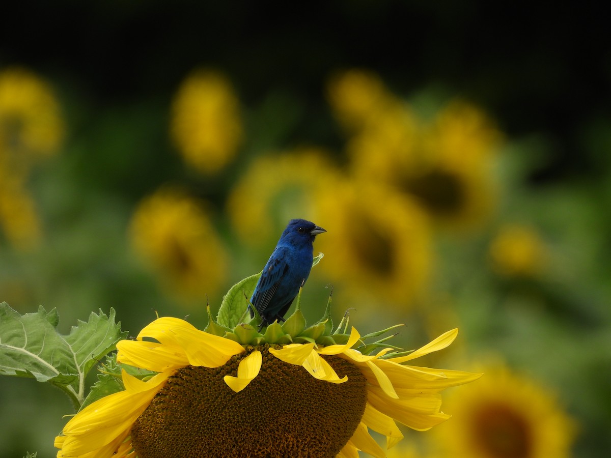 Indigo Bunting - ML621327458