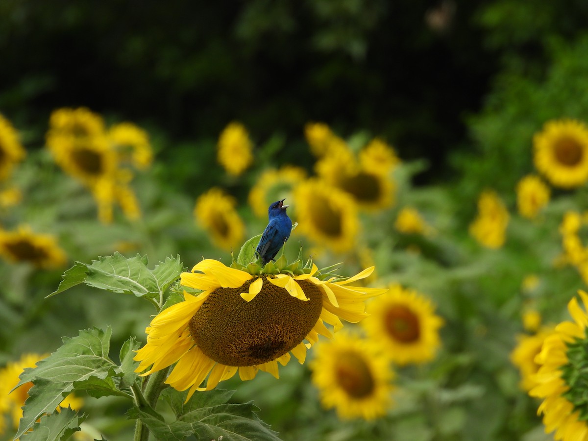 Indigo Bunting - ML621327497