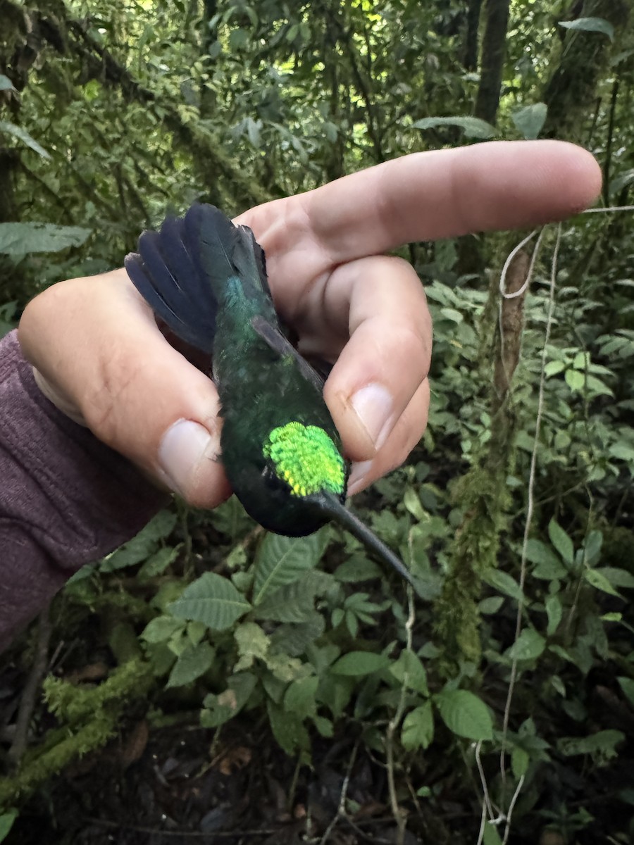 Colibrí del Napo - ML621327541