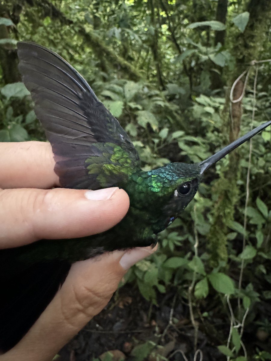 Colibrí del Napo - ML621327543