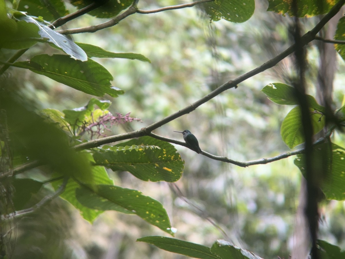 hummingbird sp. - Matt Brady