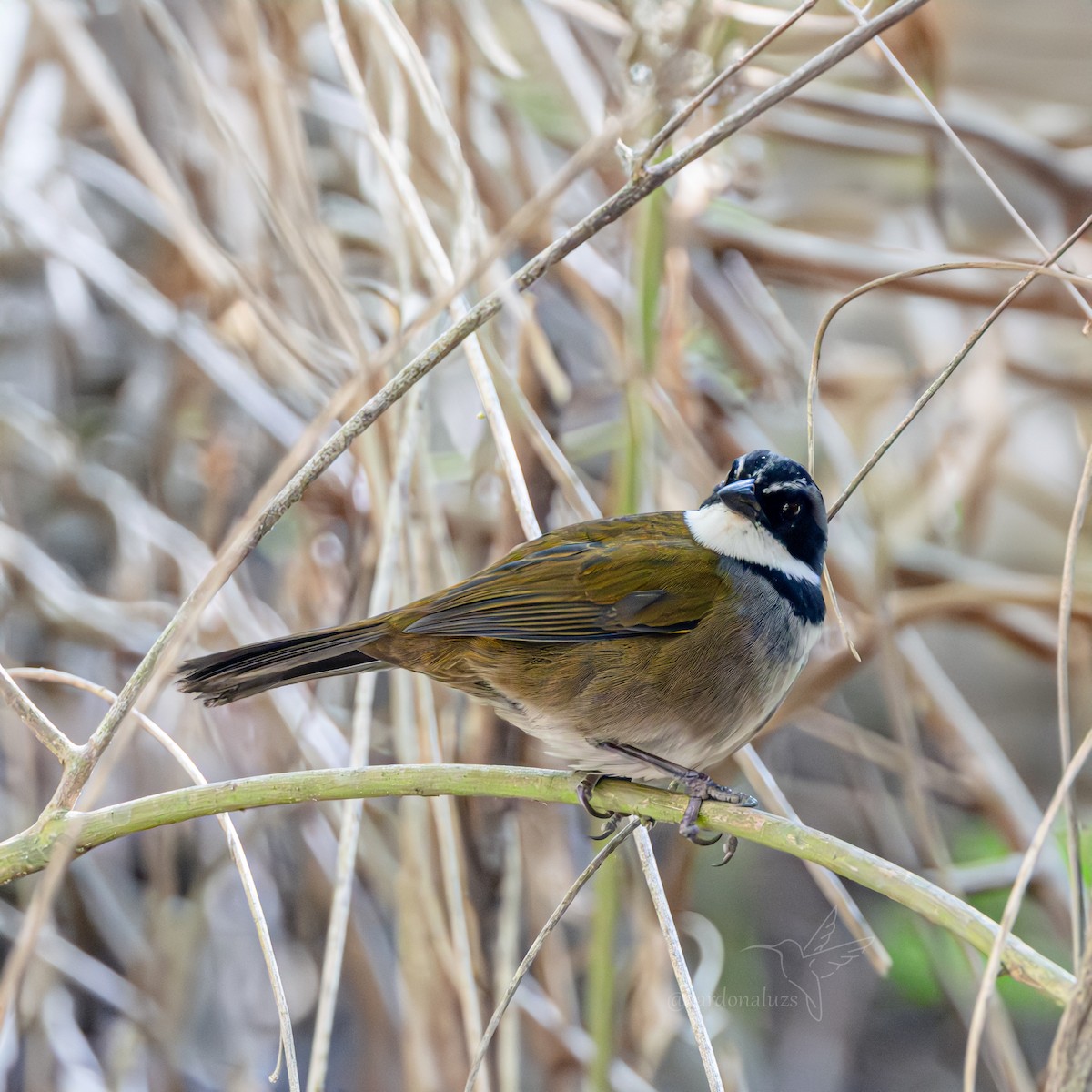 Sierra Nevada Brushfinch - ML621327555