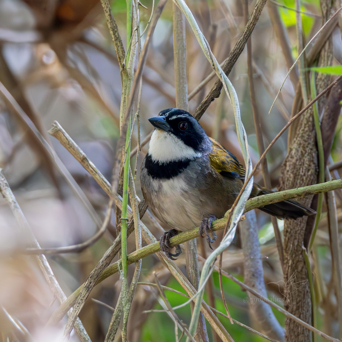 Sierra Nevada Brushfinch - ML621327556