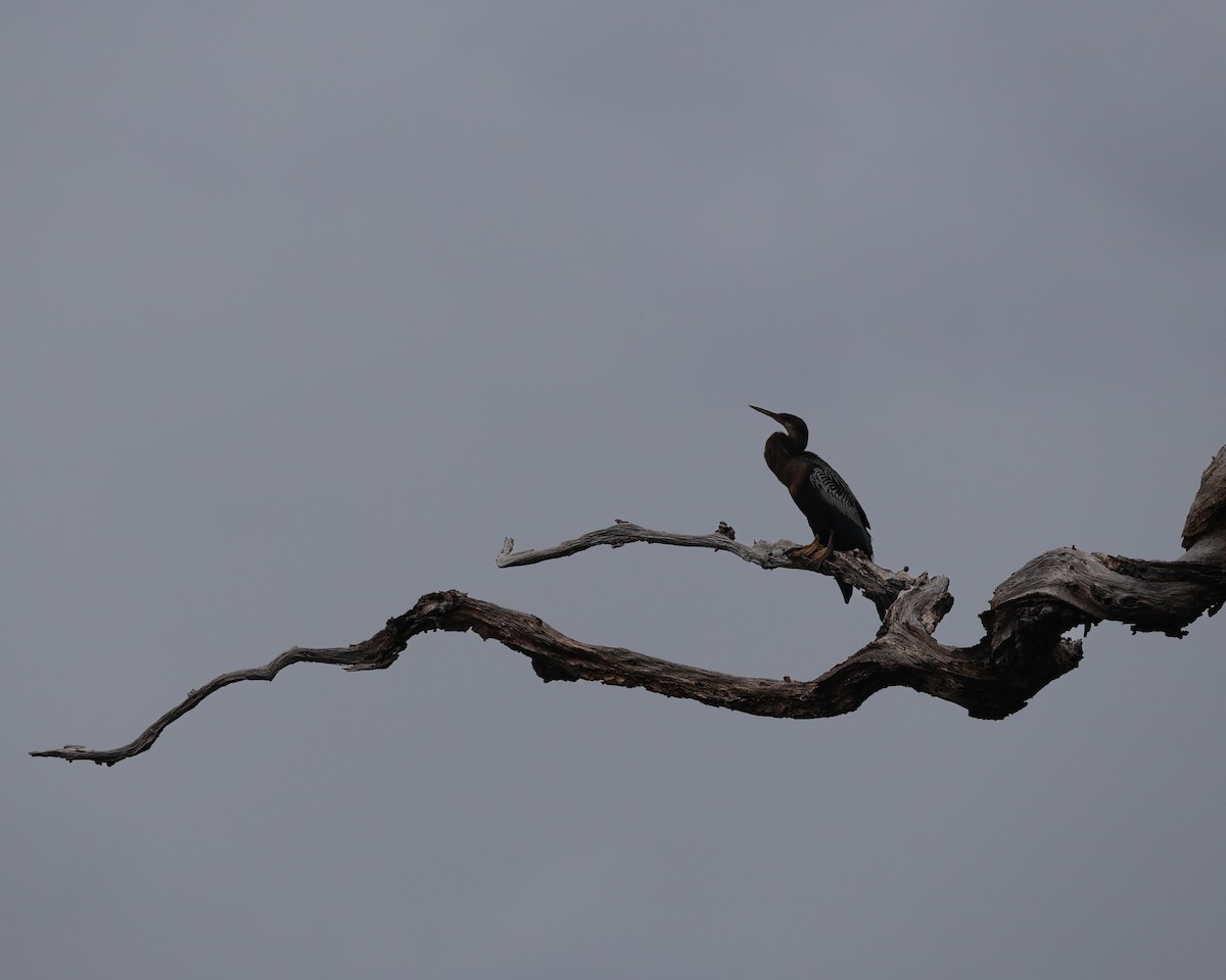 Amerika-Schlangenhalsvogel - ML621327600