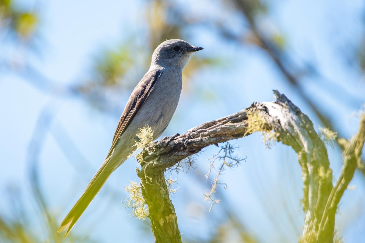 Shear-tailed Gray Tyrant - ML621327605