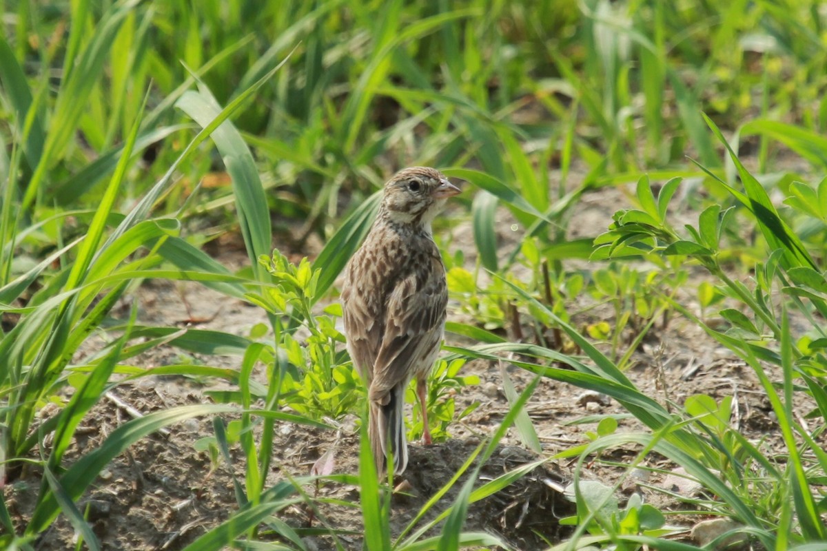 Vesper Sparrow - ML621327614
