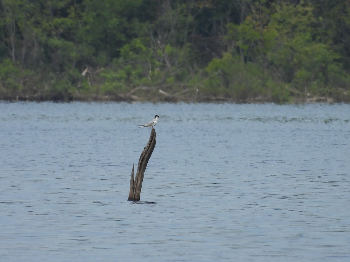 Forster's Tern - ML621327618