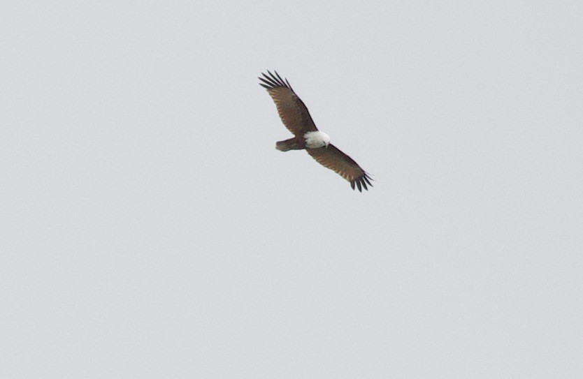 Brahminy Kite - ML621327624