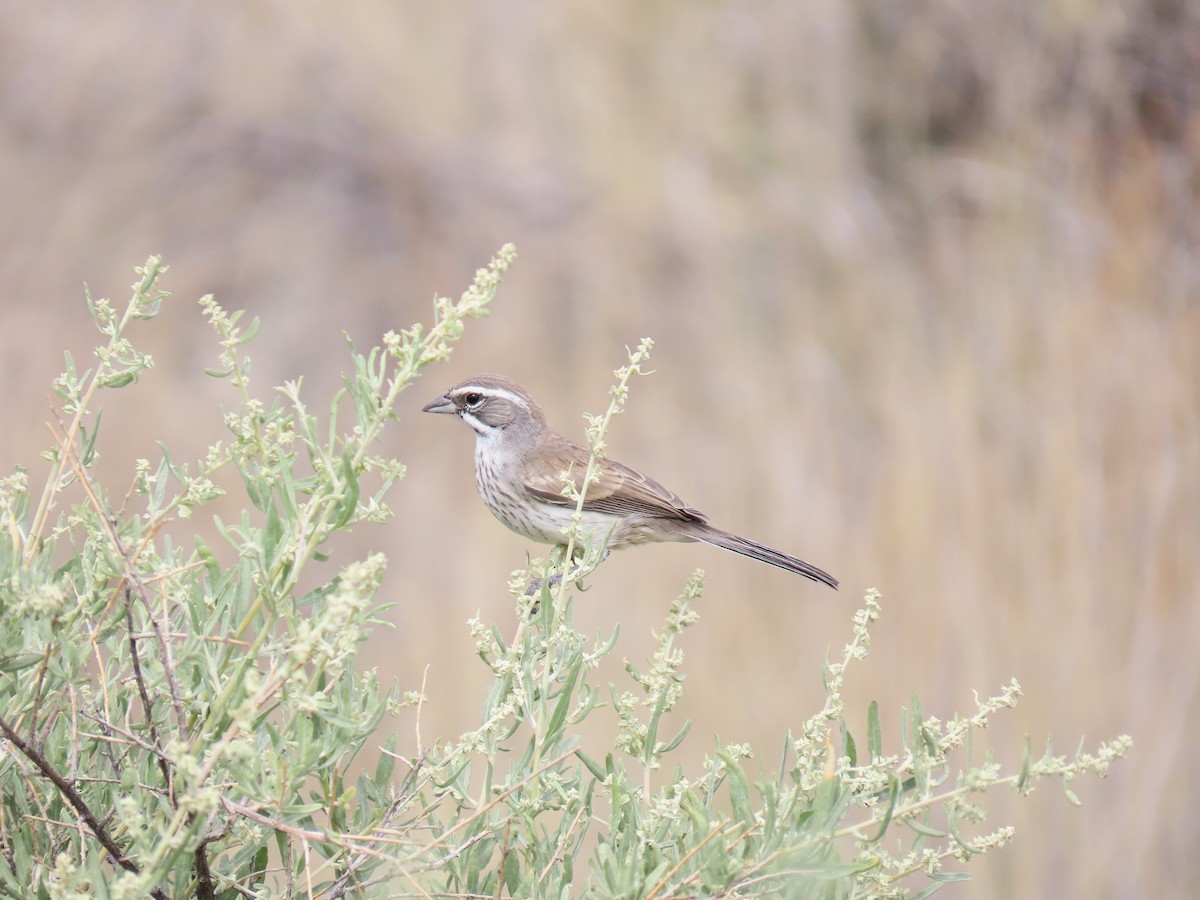 Black-throated Sparrow - Jessie Stuebner