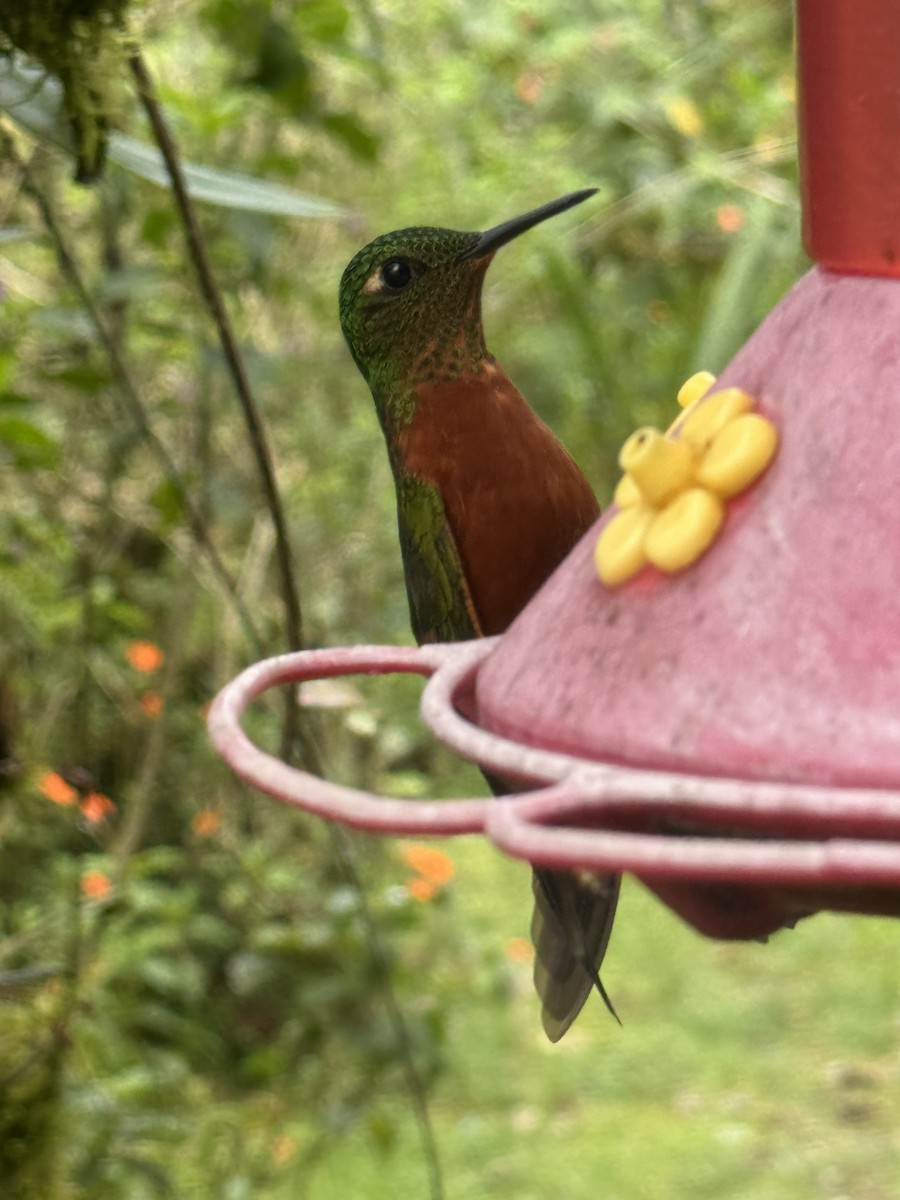 Chestnut-breasted Coronet - ML621327695