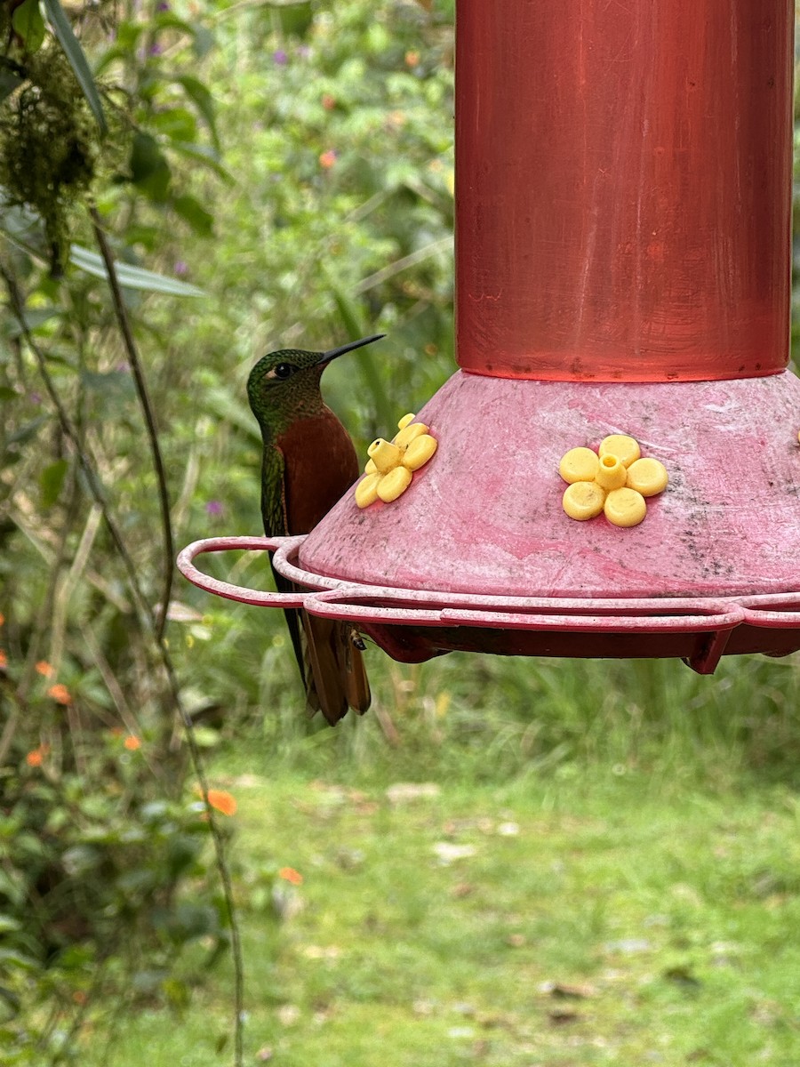 Chestnut-breasted Coronet - ML621327696