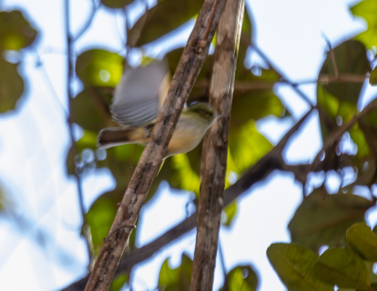 Hangnest Tody-Tyrant - Clarisse Odebrecht