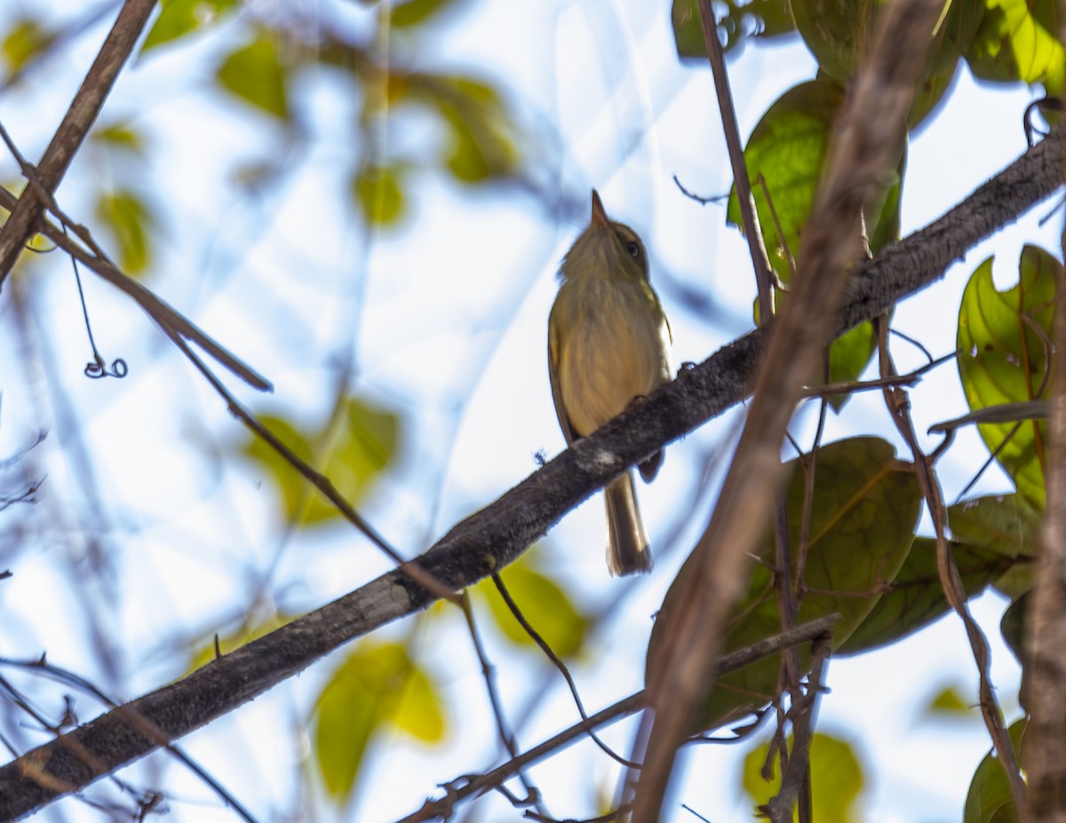 Hangnest Tody-Tyrant - ML621327720