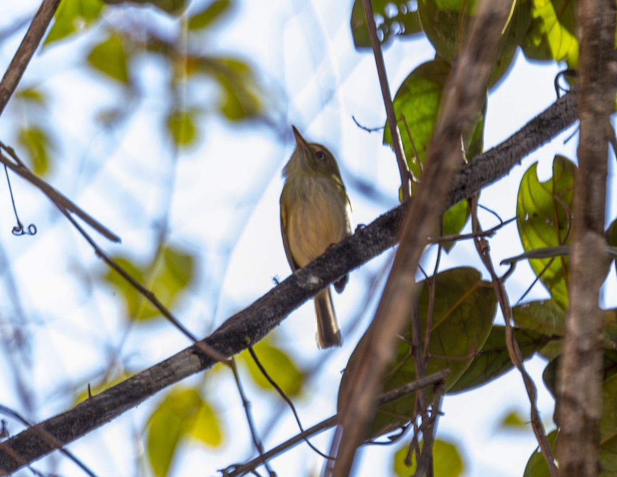 Hangnest Tody-Tyrant - ML621327721