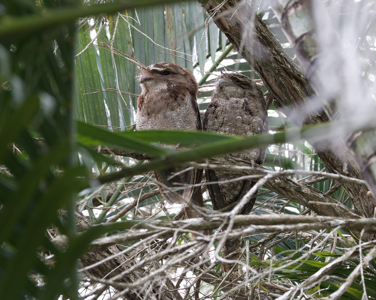 Papuan Frogmouth - ML621327747