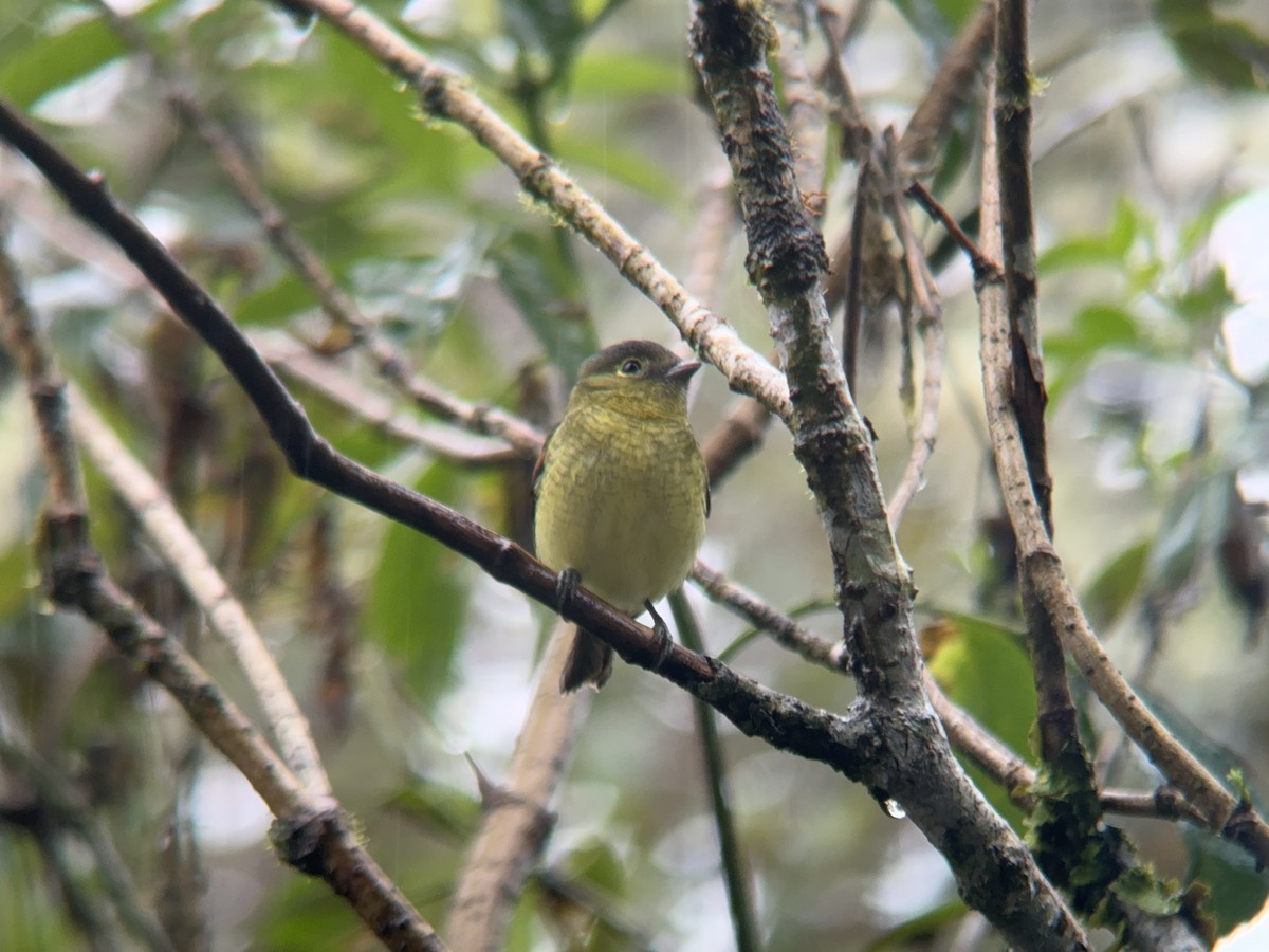 Barred Becard - Matt Brady