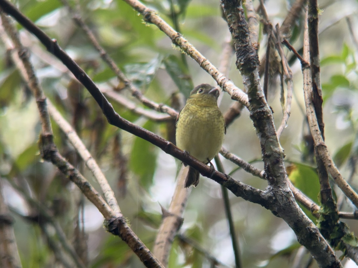 Barred Becard - ML621327783