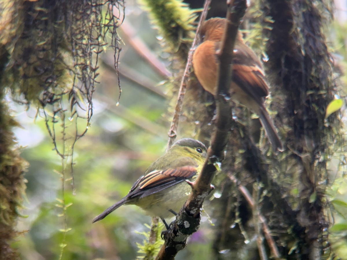 Barred Becard - Matt Brady