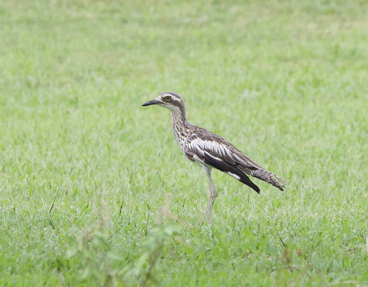 Bush Thick-knee - ML621327790